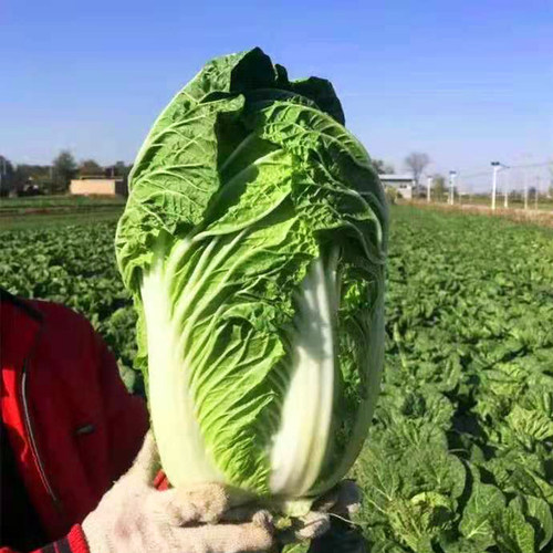 大白菜种子黄心耐寒种子大全