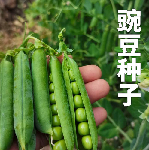 豌豆种籽甜脆生长快香甜豌豆尖
