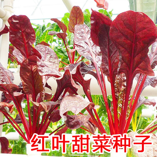 红叶甜菜劈菜多次采收红梗菜种子