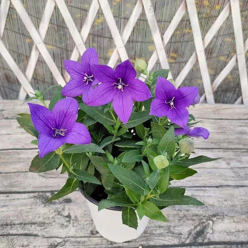 中华桔梗室内庭院阳台耐寒带花苞