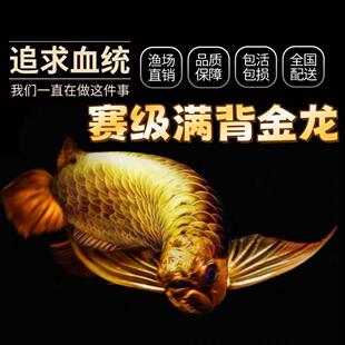 金龙鱼活鱼幼苗古典背金龙蓝底练手红龙辣椒印尼鱼苗热带观赏鱼