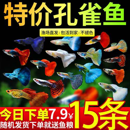 孔雀鱼活鱼观赏鱼纯种小型热带鱼活体淡水好养耐活鱼苗观赏鱼小鱼