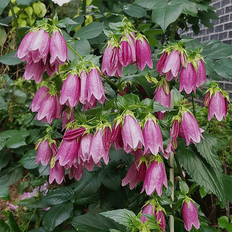园趣风铃草草木花卉庭院夏季