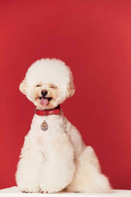 (现货)韩国HELLO JELLO JELLOPOP系列 意大利真皮脖圈项圈宠物致