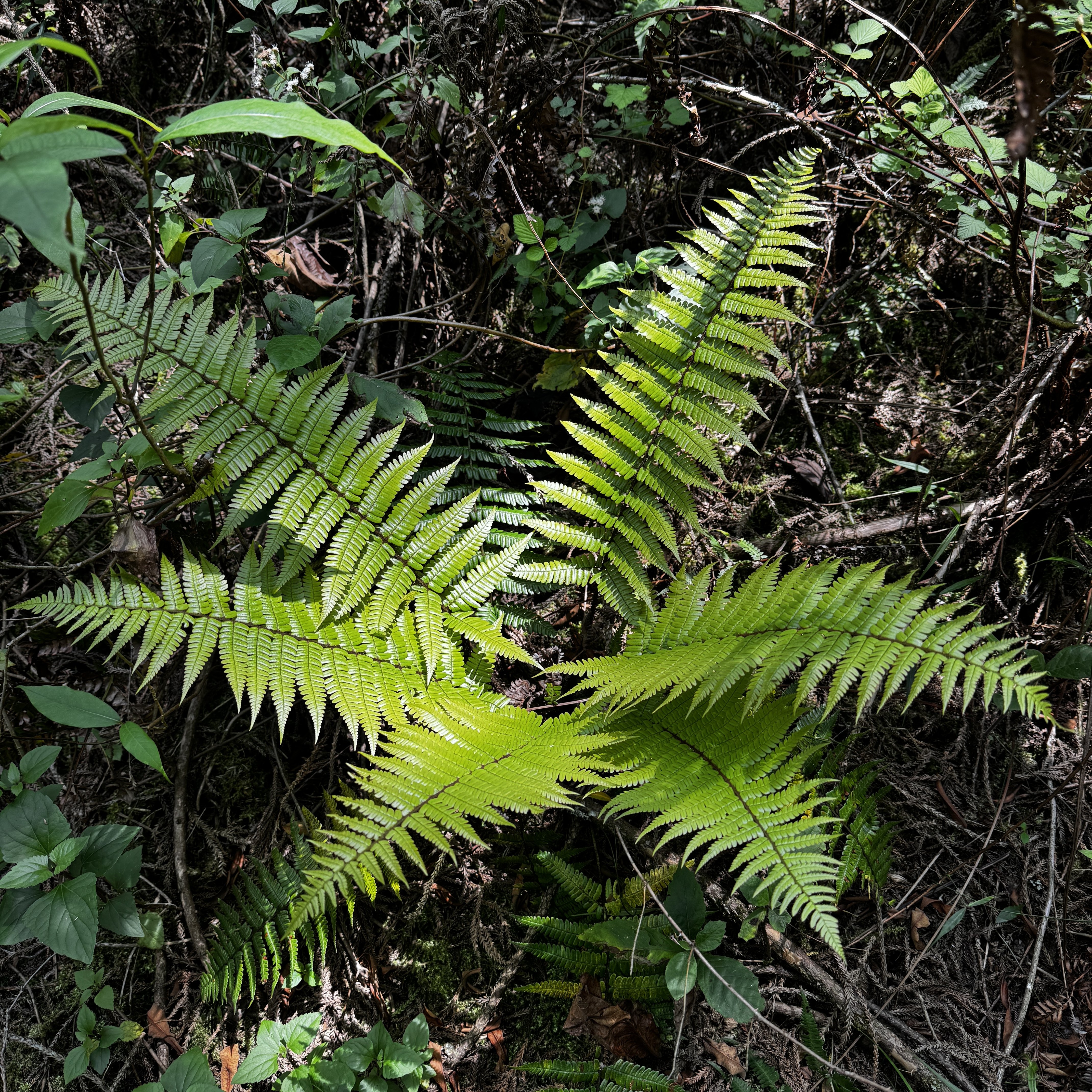 云南蕨叶植物盆栽绿植多年生客厅阳台庭院观赏盆景花卉花草