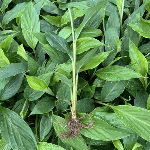 腾冲草果树苗一年苗云南草菓秧树苗食用香料绿植花卉观赏植物盆栽