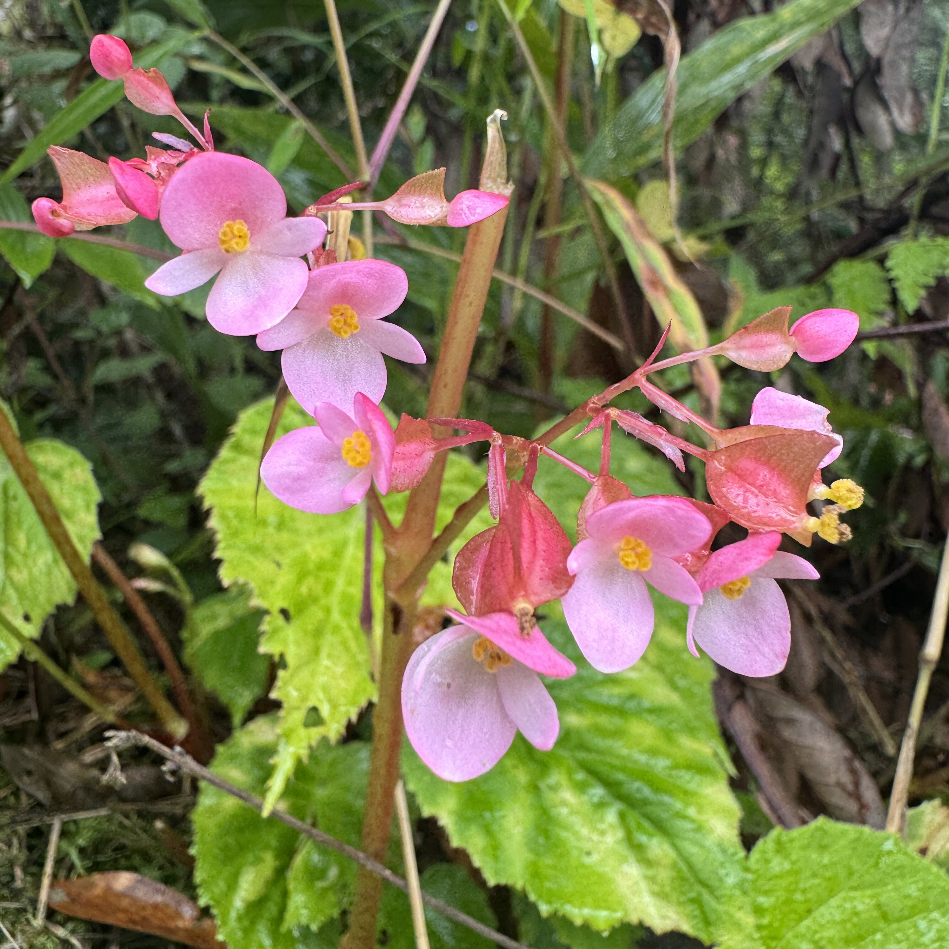 云南野秋海棠野花苗耐寒酸盘小植物野草野菜绿植盆栽微景观