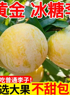 纯甜新鲜当季四川蜂糖味口感李子