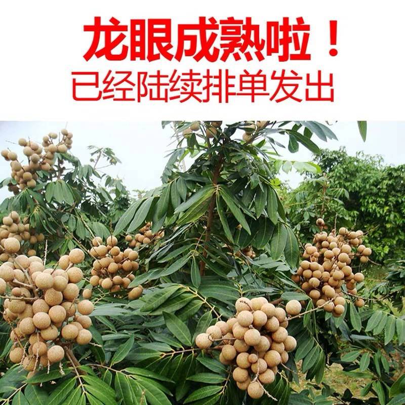 广西新鲜龙眼平南石硖龙眼现摘当季水果10广东石峡夹储良桂圆5斤 水产肉类/新鲜蔬果/熟食 龙眼 原图主图