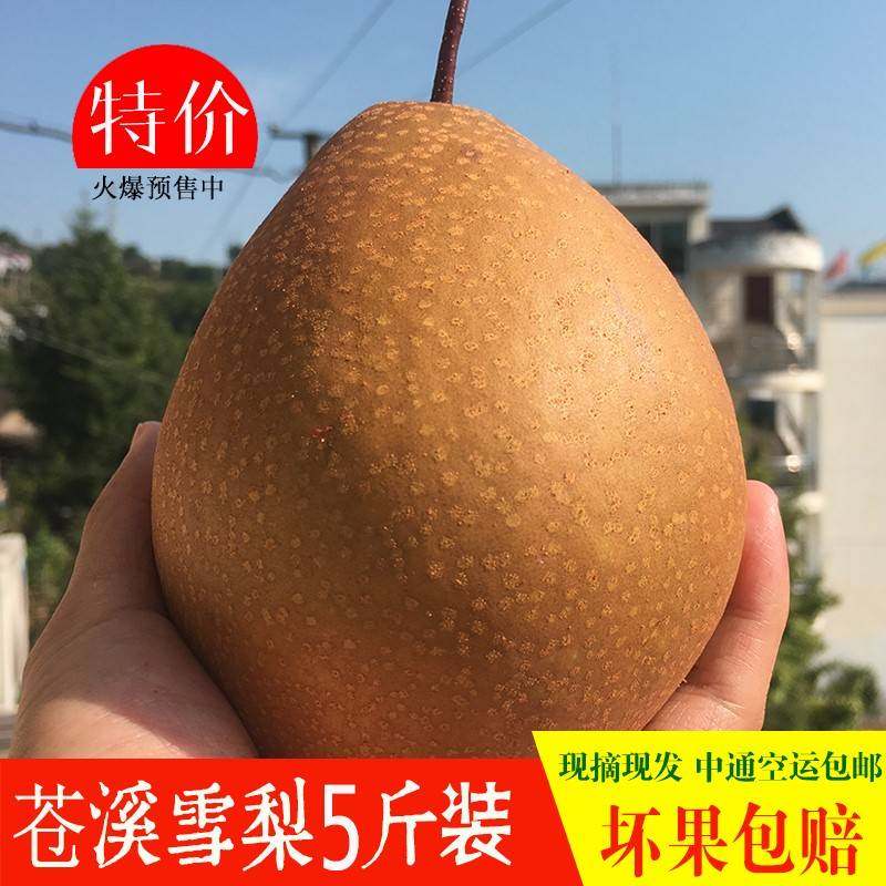 苍溪雪梨正宗四川施家梨新鲜现摘现发农产品5斤装特大麻梨子5