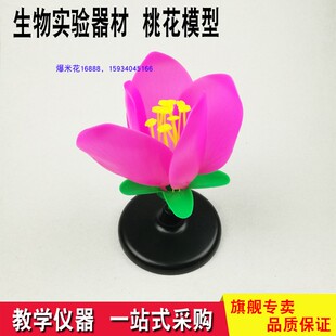 桃花模型被子植物的有性繁殖器官 花的构造 生物实验器材教学仪器