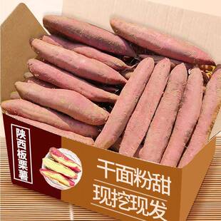 现挖板栗红薯蜜薯陕西临潼沙地新鲜番薯农家自种小香薯甜山芋地瓜