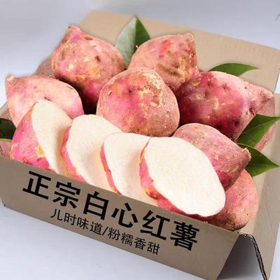 老品种白心板栗薯红署地瓜红薯新鲜白瓤白芯山芋白薯红皮沙地番薯