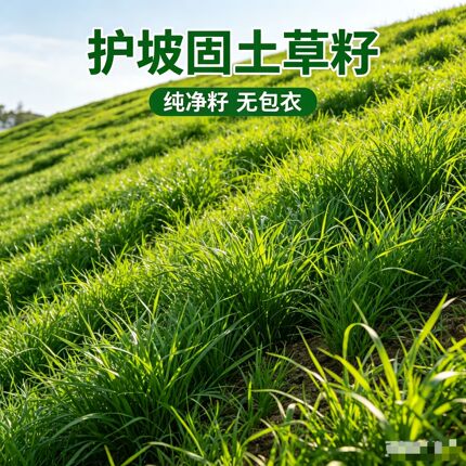 护坡混播草坪种子四季青狗牙根高羊茅边坡固土耐旱快速复绿化草籽