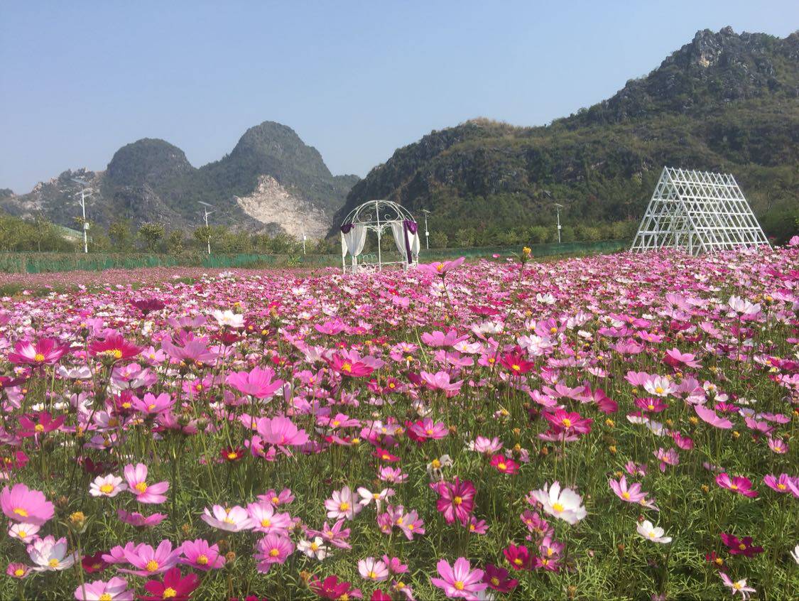 波斯菊混色矮杆易种野花组合包邮