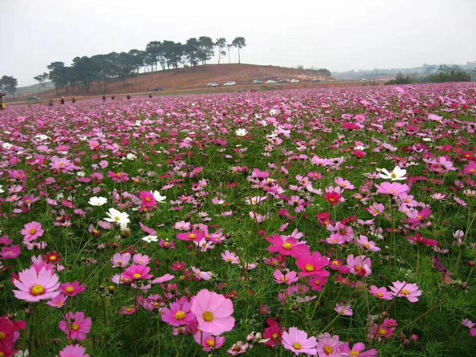 混色野花组合百日包发芽波斯菊