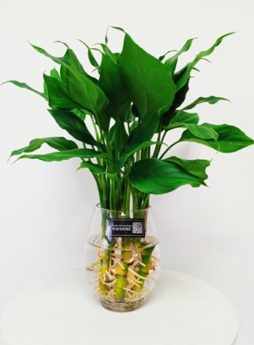 室内水养桌面绿植 水培广东万年青 耐寒好养四季常青的绿色植物！