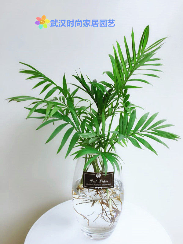 室内办公桌面观叶水培植物  水培袖珍椰子 耐寒好养 四季常青!