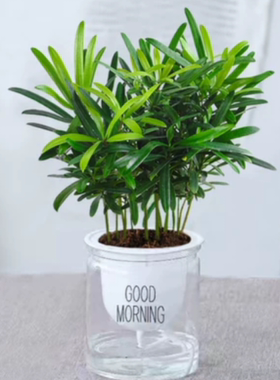 水培植物客厅小盆栽绿植盆栽