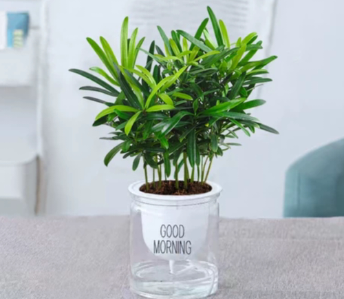 水培植物客厅小盆栽绿植盆栽