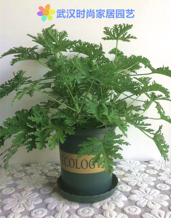 时尚家居园艺 驱蚊香草盆栽 驱蚊草植物 柠檬清香型 观叶绿色植物