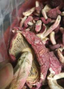 福建红菇新货头批野生红菇菇甜肉厚挑好的