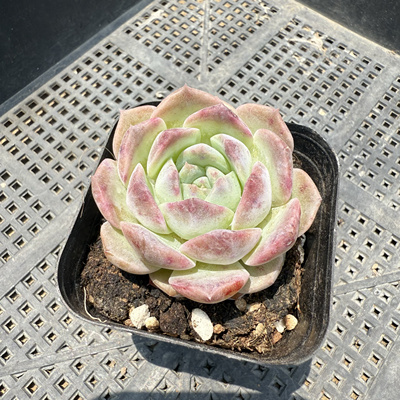 玉颜 满18包邮 46
