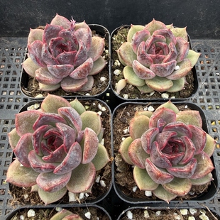 196 包邮 紫水晶 满18