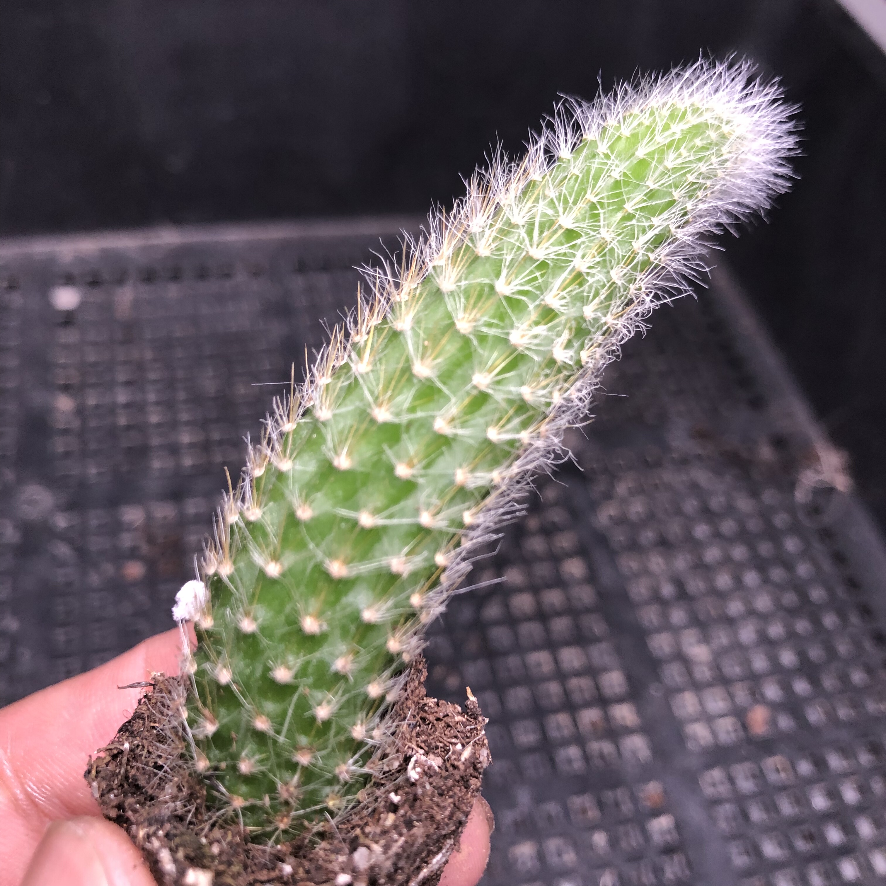 九尾狐不带盆 满18包邮 136