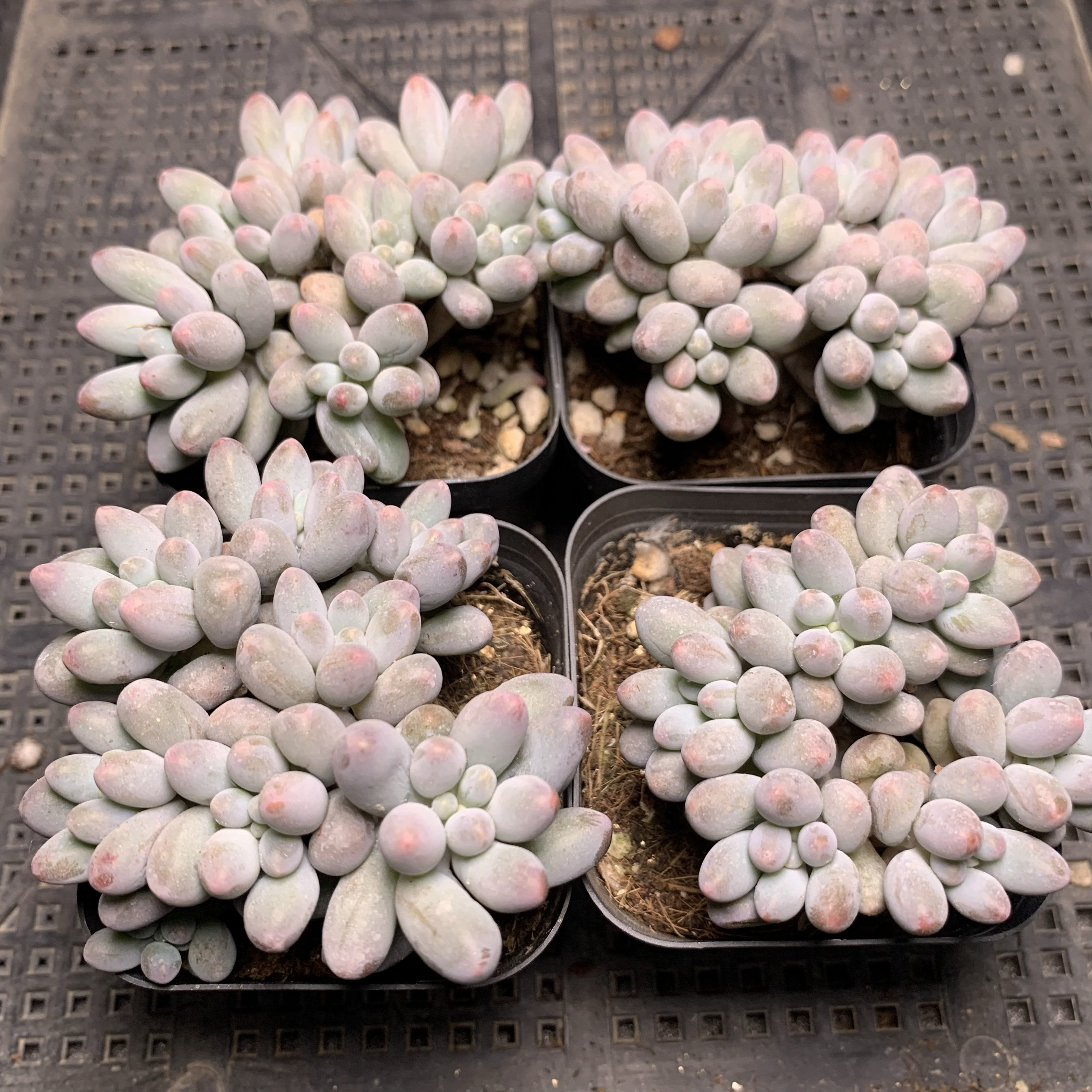 婴儿手指 满18包邮 173,鲜花速递/花卉仿真/绿植园艺,多肉植物,淘宝优惠券,粉丝福利购,淘宝优惠卷