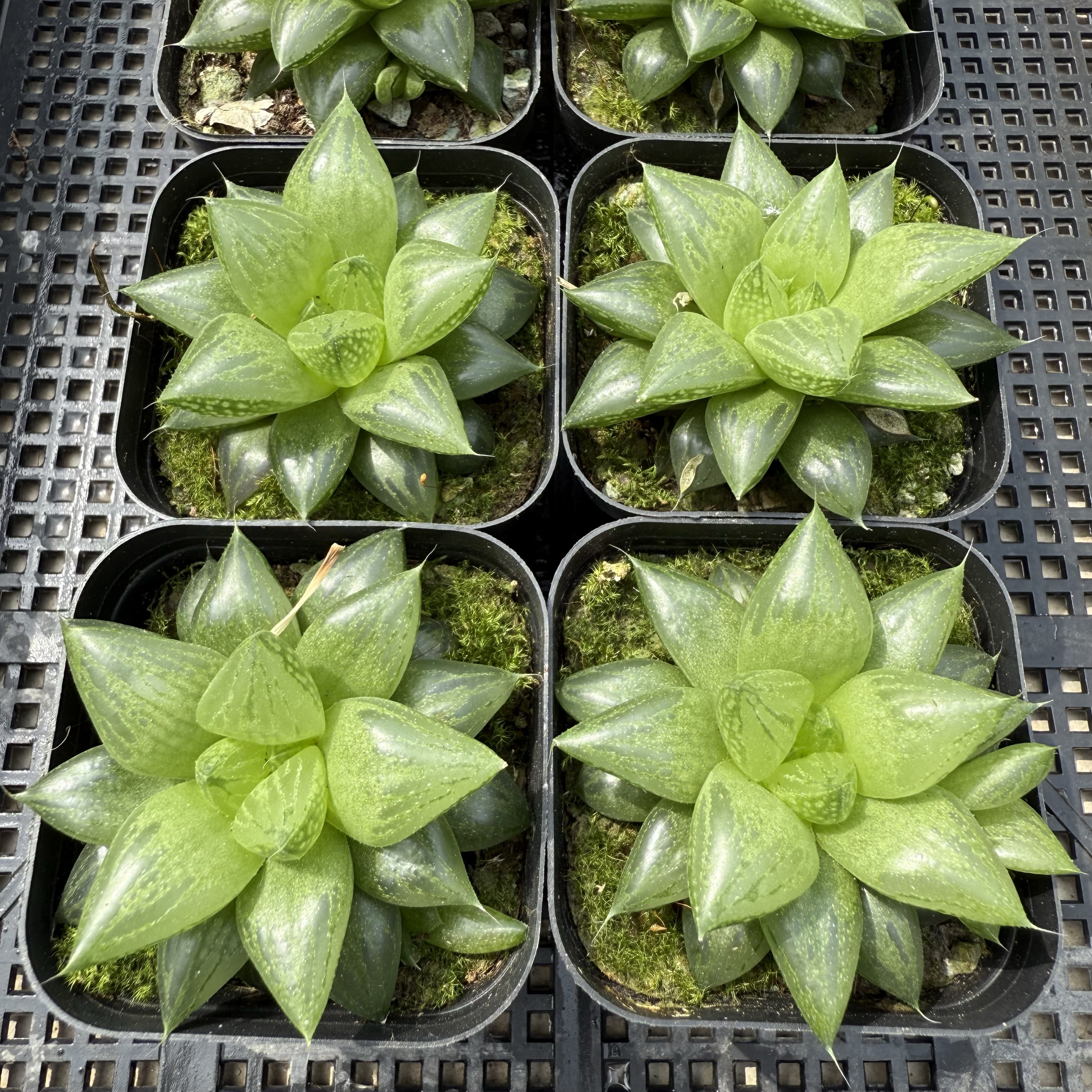 宝草寿 满18包邮 34