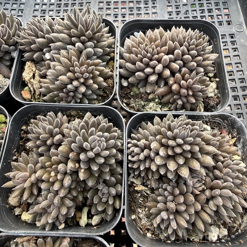 滇石莲 满18包邮 209