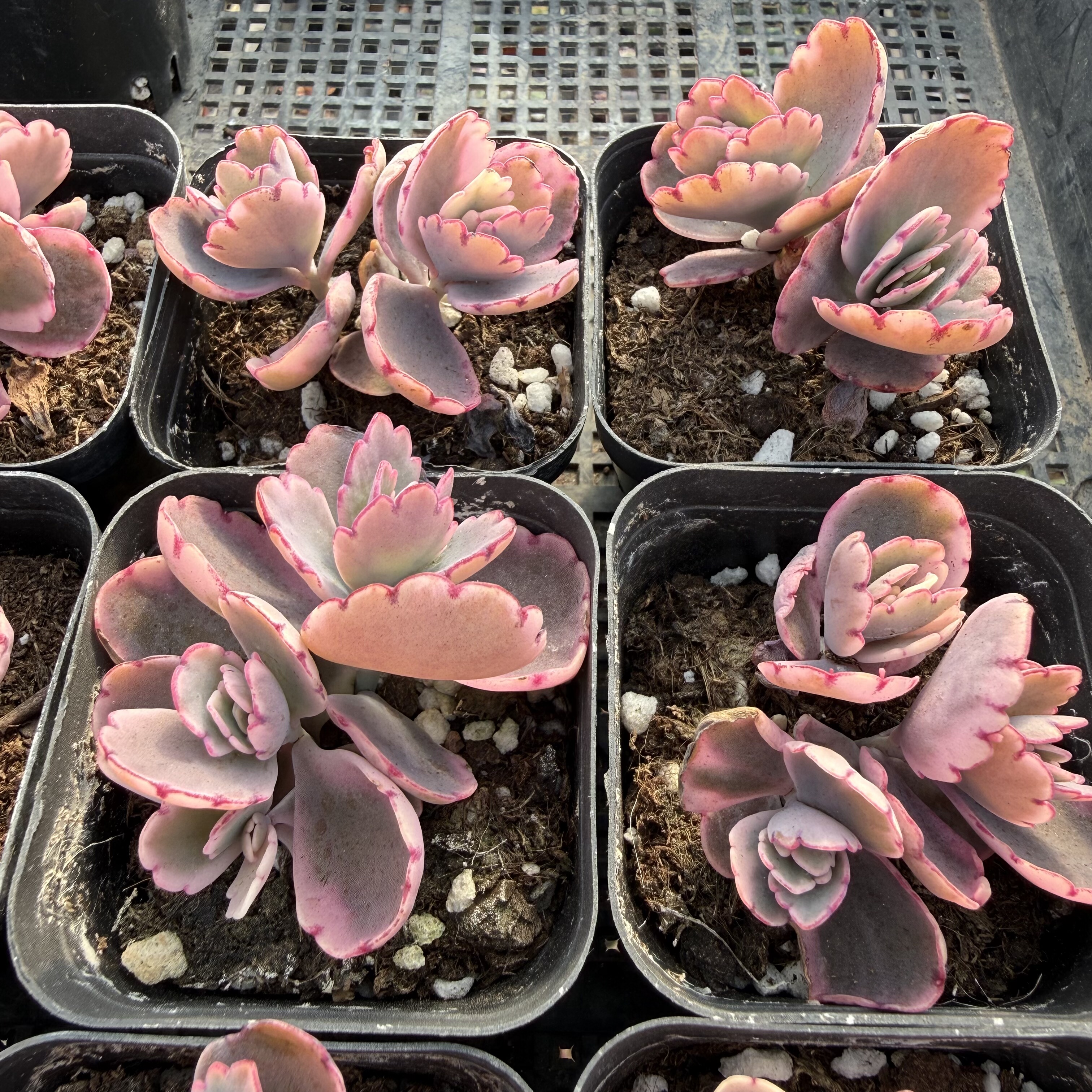 蝴蝶之舞 满18包邮 159,鲜花速递/花卉仿真/绿植园艺,多肉植物,淘宝优惠券,粉丝福利购,淘宝优惠卷