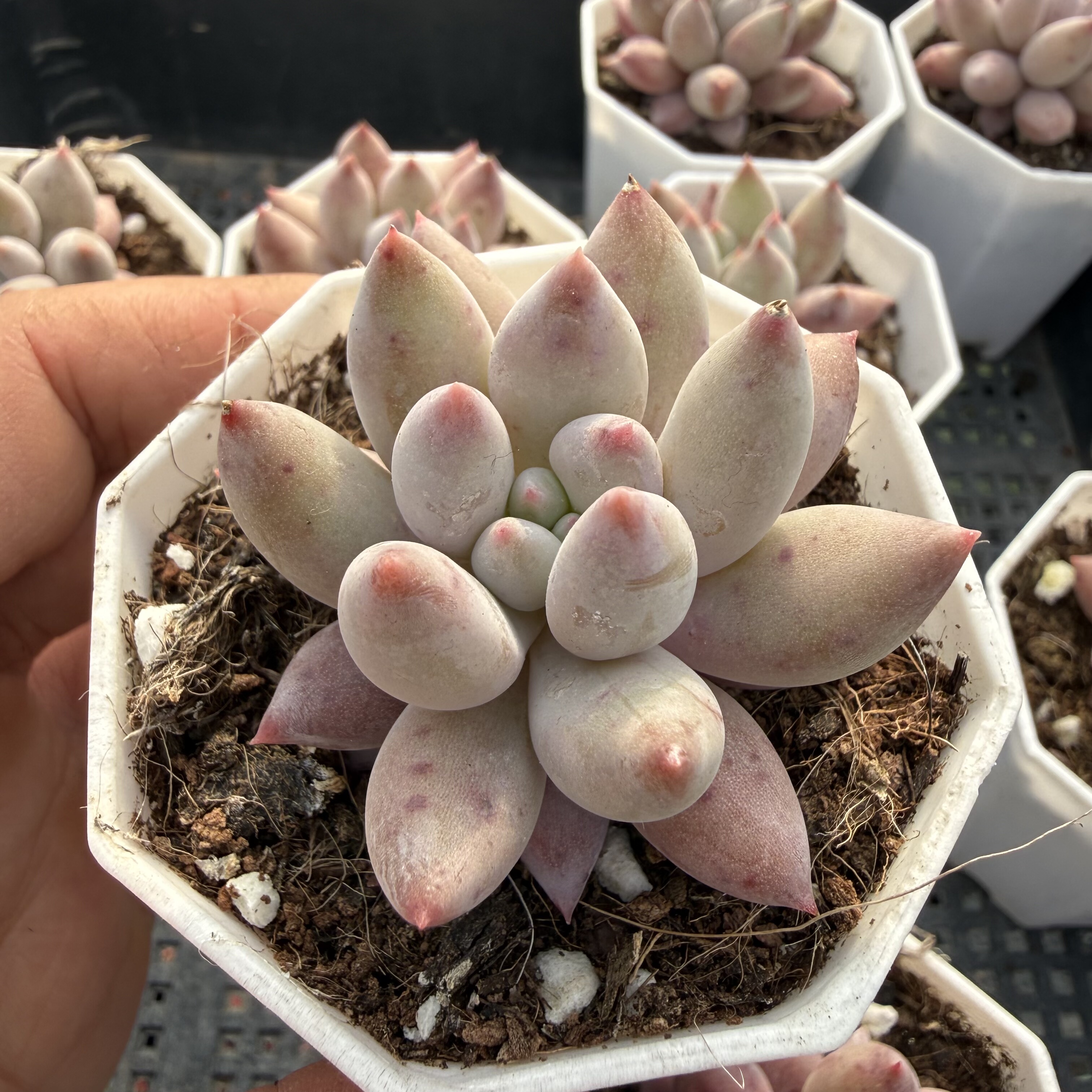 所罗门 满18包邮 142,鲜花速递/花卉仿真/绿植园艺,多肉植物,淘宝优惠券,粉丝福利购,淘宝优惠卷