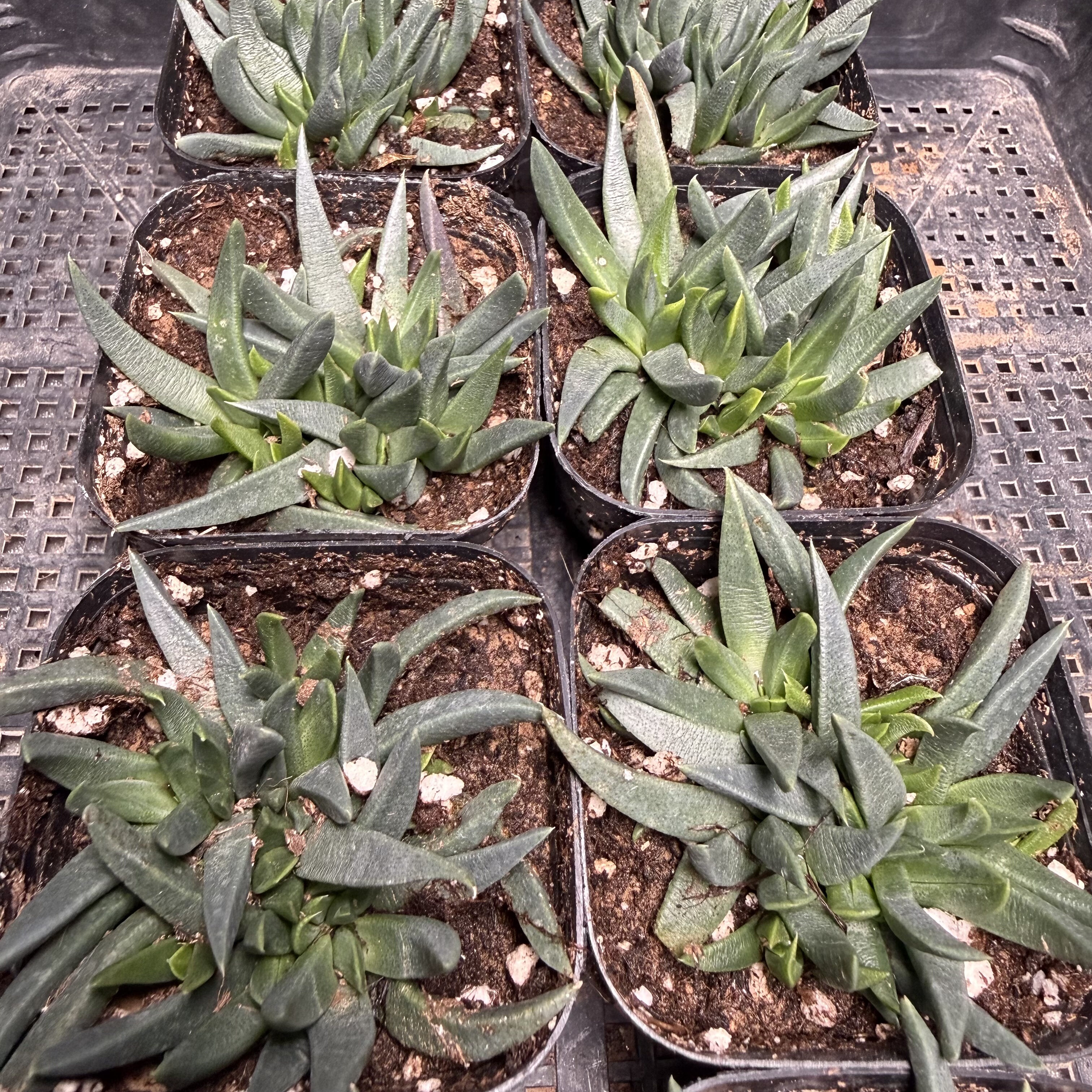 黄花照波 满18包邮 153