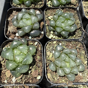 包邮 156 满18 冰灯玉露