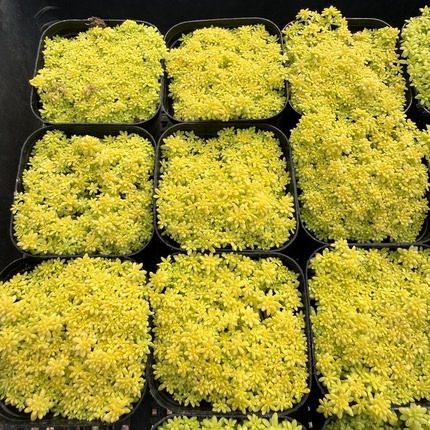 黄金草 满18包邮 195
