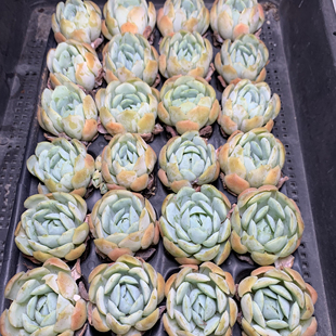 贝瑞不带盆 满18包邮 152