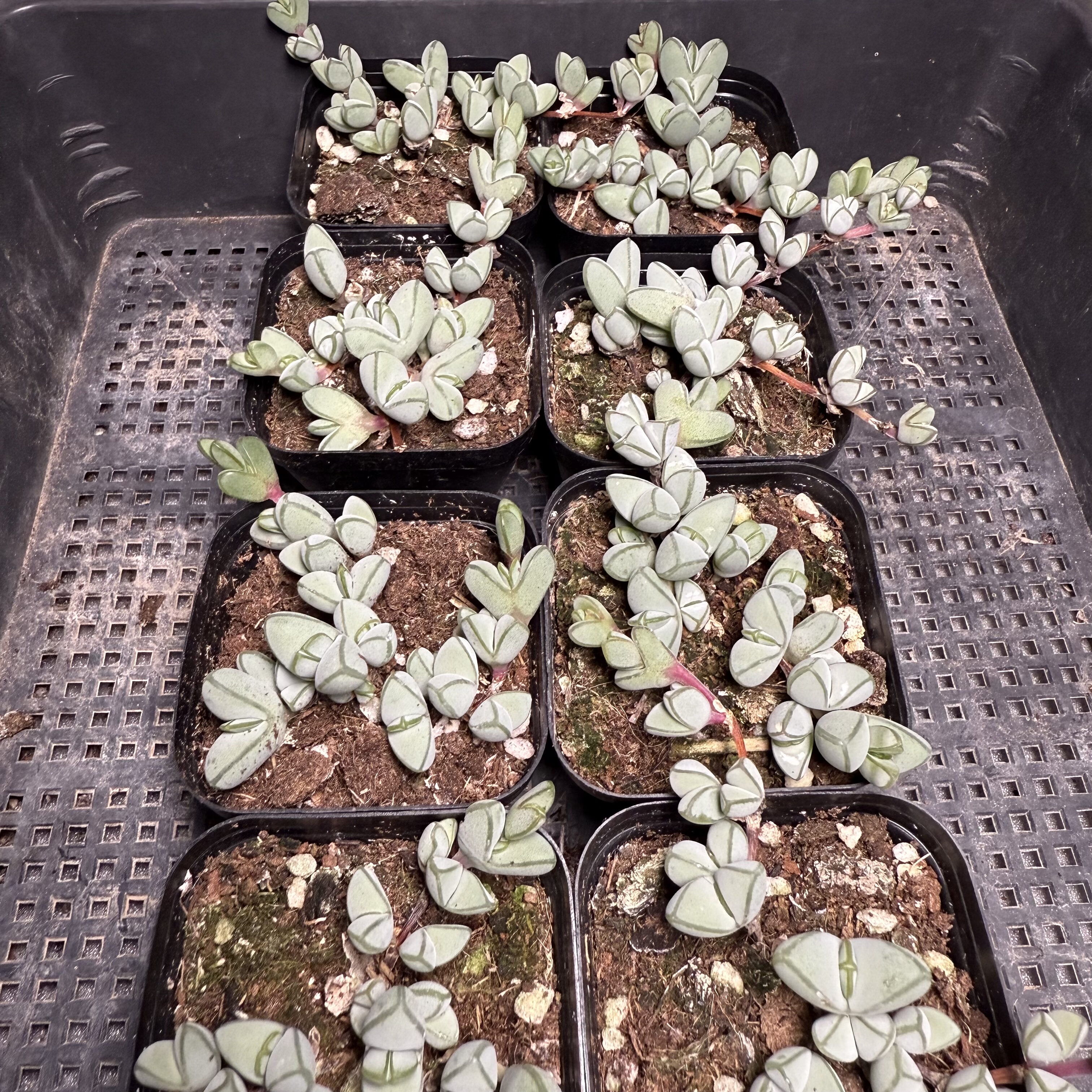 碧玉莲 满18包邮 167