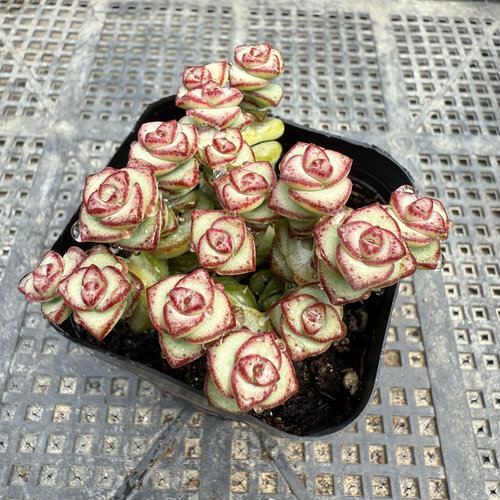 钱串 满18包邮 102