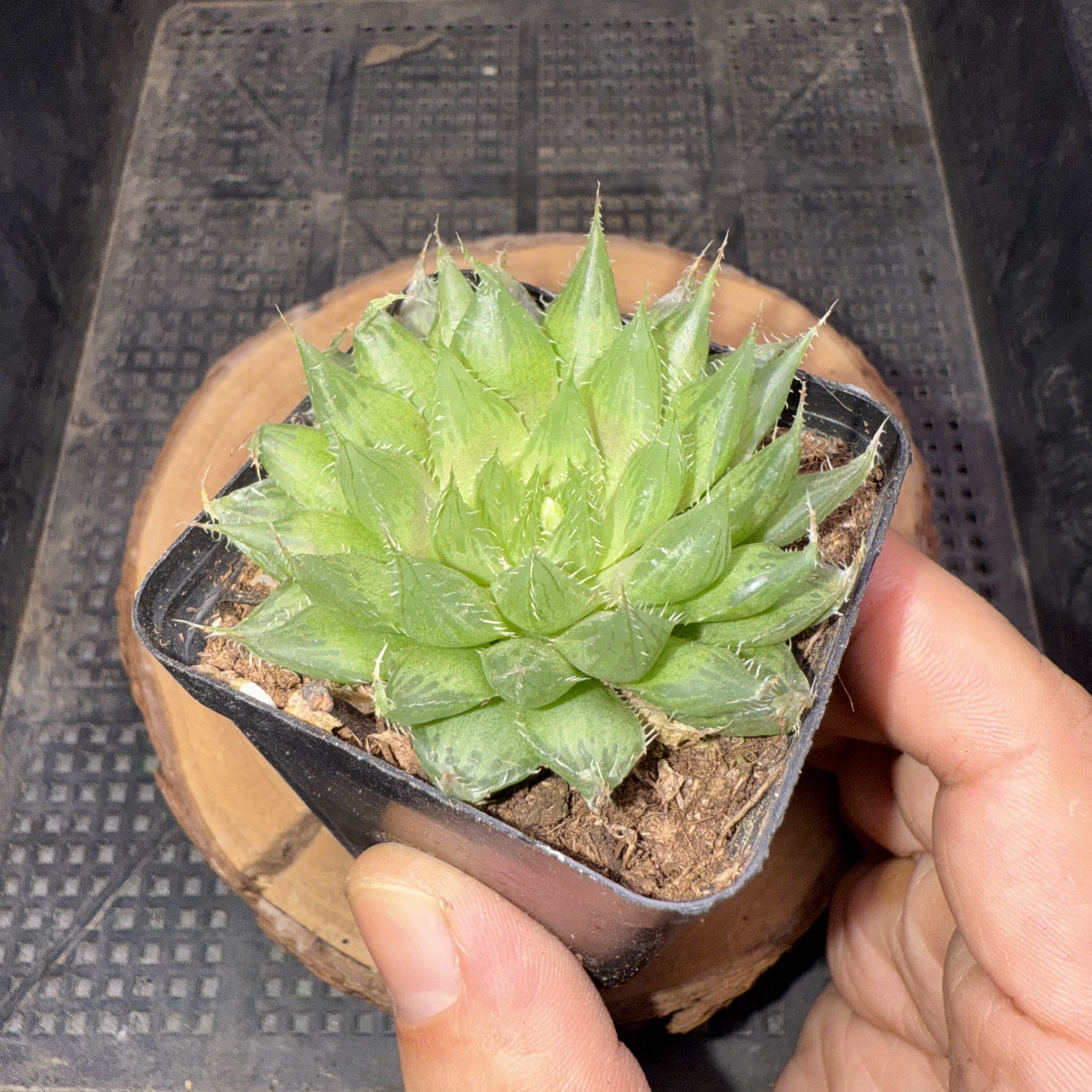 水晶宝草 满18包邮 50