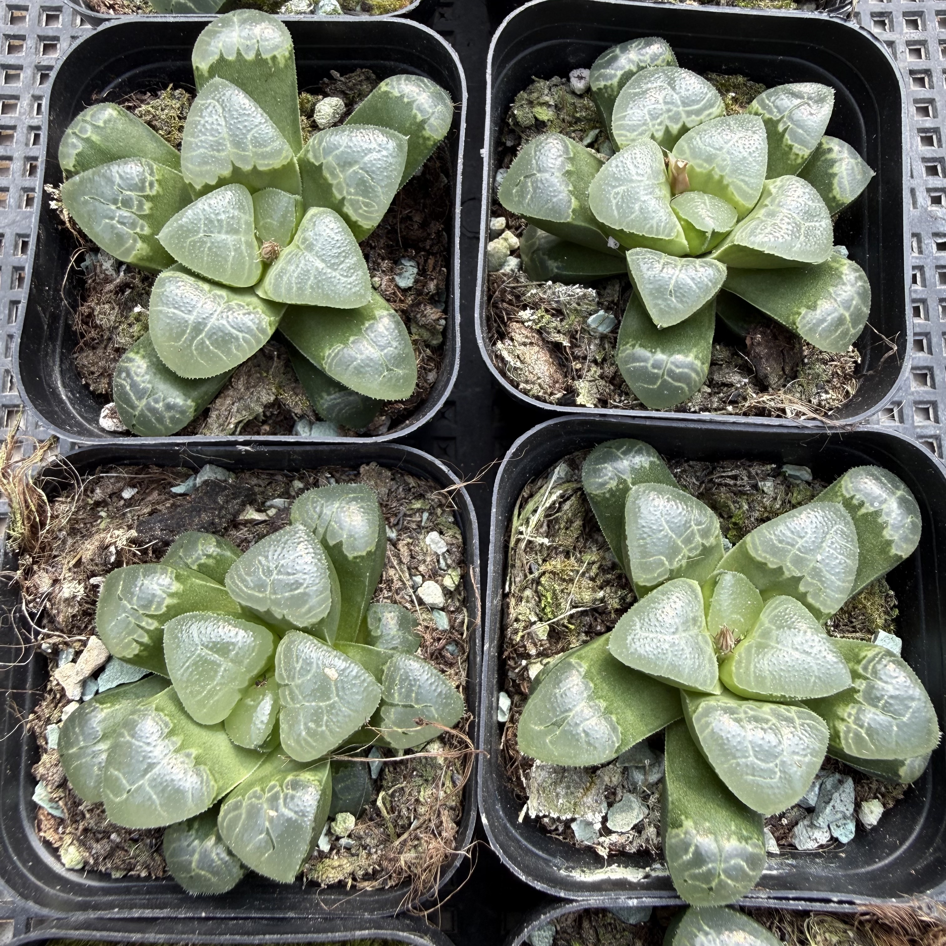 祥云玉露 满18包邮 165多肉植物