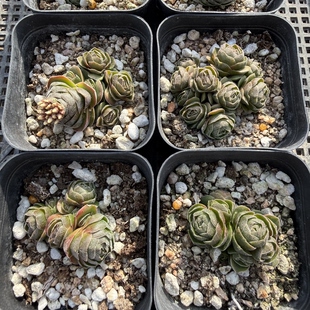 包邮 163 满18 花椿