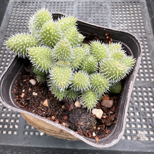 171 包邮 雷童子 满18