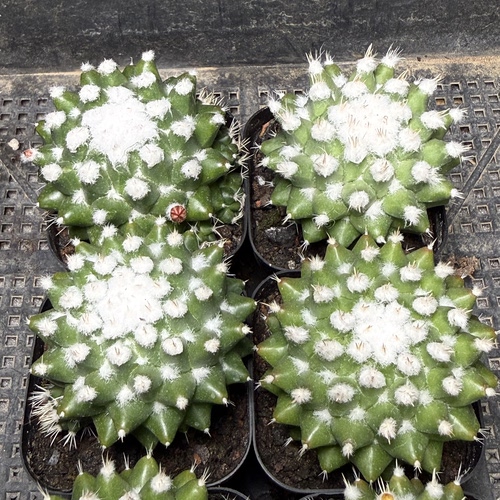 雪糕 满18包邮 121