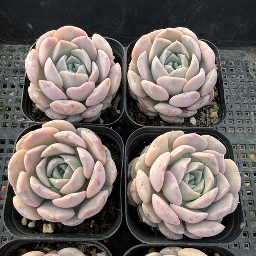 恩宠 满18包邮 37