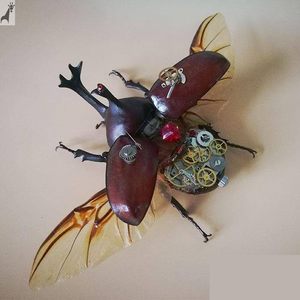 独角仙标本价格 独角仙标本图片 星期三