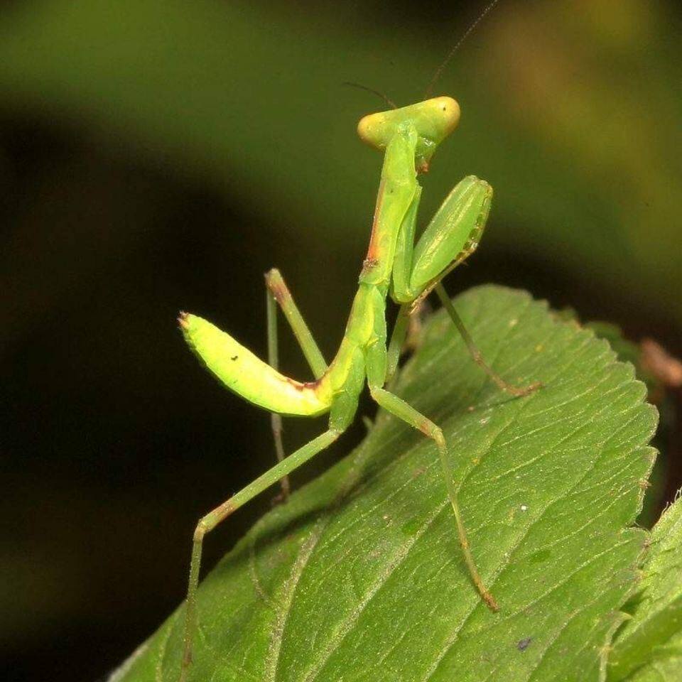 动物小爬宠大刀宠物螳螂活体兰花便宜中华蝴蝶蛹魔花广斧螳螂无毒