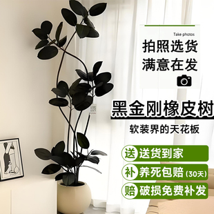 办公室阳台植物 黑金刚橡皮树客厅大盆栽造型室内大型绿植好养四季