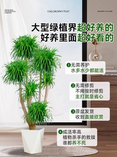 龙血树客厅绿植大型多头龙须树龙铁树室内客厅盆栽网红植物好养活